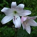 Crinum 'Cape Dawn' × C. 'Mrs. James Hendry', Jay Yourch [Shift+click to enlarge, Click to go to wiki entry]