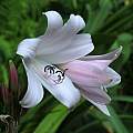 Crinum 'Cape Dawn' × C. 'Mrs. James Hendry', Jay Yourch
