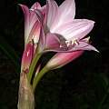 Crinum 'Cape Dawn' × C. bulbispermum, Alani Davis Crinum 'Cape Dawn' × C. bulbispermum, Alani Davis