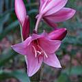 Crinum 'Cape Dawn', Alani Davis [Shift+click to enlarge, Click to go to wiki entry]