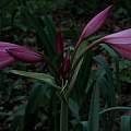 Crinum 'Cape Dawn', Alani Davis Crinum 'Cape Dawn', Alani Davis