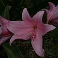 Crinum 'Cape Dawn', Alani Davis Crinum 'Cape Dawn', Alani Davis