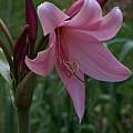 Crinum &#039;Cape Dawn&#039;, Alani Davis [Shift+click to enlarge, Click to go to wiki entry]