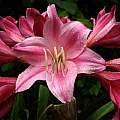 Closeup of Crinum 'Carnival', Jay Yourch