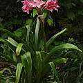 Crinum 'Carnival' blooming plant, Jay Yourch Crinum 'Carnival' blooming plant, Jay Yourch