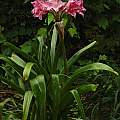 Crinum 'Carnival' blooming plant, Jay Yourch