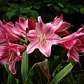 Crinum 'Carnival' umbel, Jay Yourch