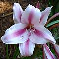 Closeup of Crinum &#039;Carroll Abbott&#039;, Jay Yourch [Shift+click to enlarge, Click to go to wiki entry]