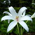 Closeup of Crinum 'Carolina Beauty', Jay Yourch [Shift+click to enlarge, Click to go to wiki entry]