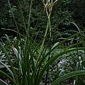 Crinum 'Carolina Beauty' blooming plant, Jay Yourch Crinum 'Carolina Beauty' blooming plant, Jay Yourch