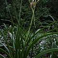 Crinum 'Carolina Beauty' blooming plant, Jay Yourch