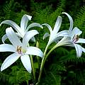 Crinum 'Carolina Beauty' umbel, Jay Yourch Crinum 'Carolina Beauty' umbel, Jay Yourch