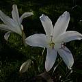 Blossom of Crinum 'Catherine', Alani Davis