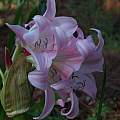 Crinum 'Cecil Houdyshel', Alani Davis Crinum 'Cecil Houdyshel', Alani Davis
