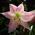Crinum &#039;Cecil Houdyshel&#039;, Jay Yourch [Shift+click to enlarge, Click to go to wiki entry]