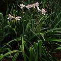 Crinum 'Cecil Houdyshel', Jay Yourch Crinum 'Cecil Houdyshel', Jay Yourch