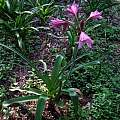 Crinum 'Claude Davis' blooming plant, Alani Davis