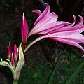 Profile of Crinum 'Claude Davis', Alani Davis Profile of Crinum 'Claude Davis', Alani Davis