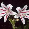 Crinum 'Cortes', Alani Davis [Shift+click to enlarge, Click to go to wiki entry]