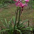Crinum 'Persephone', Alani Davis Crinum 'Persephone', Alani Davis