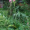 Crinum 'Eagle Rock' blooming plant with 6 foot scapes!, Alani Davis Crinum 'Eagle Rock' blooming plant with 6 foot scapes!, Alani Davis