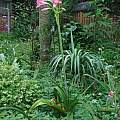 Crinum 'Eagle Rock' blooming plant with 6 foot scapes!, Alani Davis