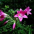 Crinum 'Elizabeth Traub' umbel, Jay Yourch Crinum 'Elizabeth Traub' umbel, Jay Yourch