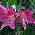 Closeup of twin Crinum 'Elizabeth Traub' blossoms, Alani Davis Closeup of twin Crinum 'Elizabeth Traub' blossoms, Alani Davis