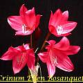 Photo of Crinum &#039;Ellen Bosanquet&#039; by Bill Dijk [Shift+click to enlarge, Click to go to wiki entry]