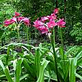 Clump of Crinum 'Ellen Bosanquet' in bloom. Photo taken July 2004 by Jay Yourch Clump of Crinum 'Ellen Bosanquet' in bloom. Photo taken July 2004 by Jay Yourch