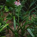 Crinum 'Emma Jones', Jay Yourch Crinum 'Emma Jones', Jay Yourch