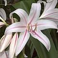 Closeup of Crinum&#039;Exotica&#039;, Alani Davis [Shift+click to enlarge, Click to go to wiki entry]
