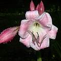 Closeup of Crinum &#039;Fiesta&#039;, Alani Davis [Shift+click to enlarge, Click to go to wiki entry]