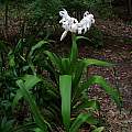 Crinum 'Fragrant Lady' blooming plant, Jay Yourch
