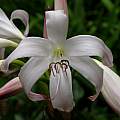 Closeup of Crinum 'Fragrant Lady', Jay Yourch