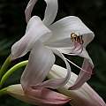 Crinum 'Fragrant Lady' profile, Jay Yourch Crinum 'Fragrant Lady' profile, Jay Yourch