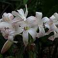 Crinum 'Fragrant Lady' umbel, Jay Yourch