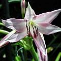Closeup of Crinum 'H.J. Elwes' flower,  Nestor White