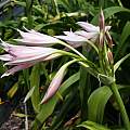 Crinum 'H.J. Elwes' profile, Alani Davis Crinum 'H.J. Elwes' profile, Alani Davis