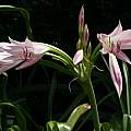 Closeup of Crinum 'H.J. Elwes' umbel, Alani Davis Closeup of Crinum 'H.J. Elwes' umbel, Alani Davis