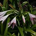 Crinum 'H.J. Elwes' umbel, Alani Davis Crinum 'H.J. Elwes' umbel, Alani Davis