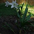 Crinum Hannibal hybrid blooming plant, Alani Davis Crinum Hannibal hybrid blooming plant, Alani Davis