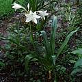 Crinum Hannibal hybrid blooming plant, Alani Davis Crinum Hannibal hybrid blooming plant, Alani Davis