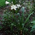 Crinum Hannibal hybrid blooming plant, Alani Davis