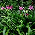 Clump of blooming Crinum 'Hannibal's Dwarf', Jay Yourch Clump of blooming Crinum 'Hannibal's Dwarf', Jay Yourch