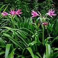 Clump of blooming Crinum 'Hannibal's Dwarf', Jay Yourch