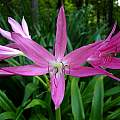 Crinum 'Hannibal's Dwarf' umbel, Jay Yourch [Shift+click to enlarge, Click to go to wiki entry]