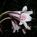 Crinum &#039;Herbertii Plus&#039;, Alani Davis [Shift+click to enlarge, Click to go to wiki entry]