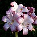 Crinum 'Improved Peach Blow' umbel, Alani Davis [Shift+click to enlarge, Click to go to wiki entry]