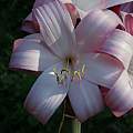 Crinum &#039;Improved Peach Blow&#039; flower, Alani Davis [Shift+click to enlarge, Click to go to wiki entry]